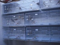 /album/criadouro-estrutura-e-passaros/gaiol%c3%a3o%203-jpg/